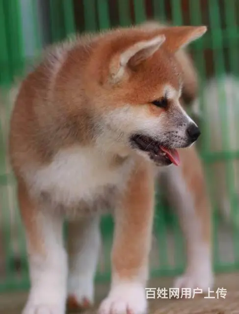 纯种 日系秋田犬 来可见父母 签协议保障健康 - 图片 2