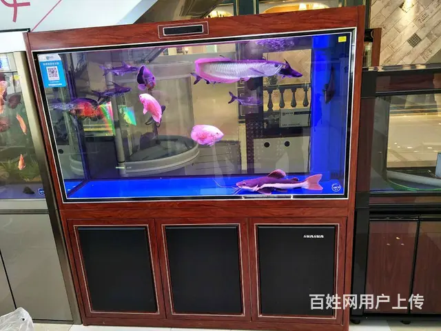 专业养护公司，家庭，大型工程鱼缸，兼卖鱼缸 - 图片 8