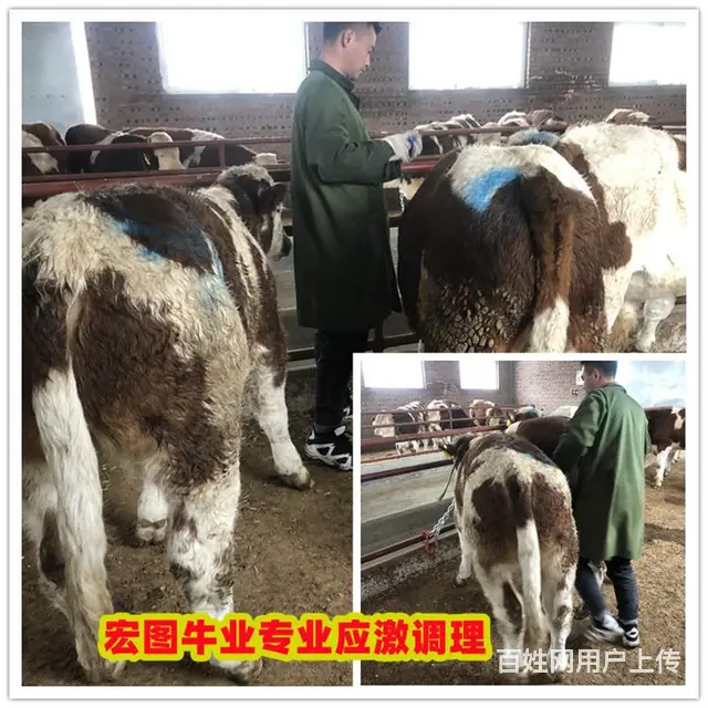 300斤的 西门塔尔牛犊子头 市场价多少 - 图片 1