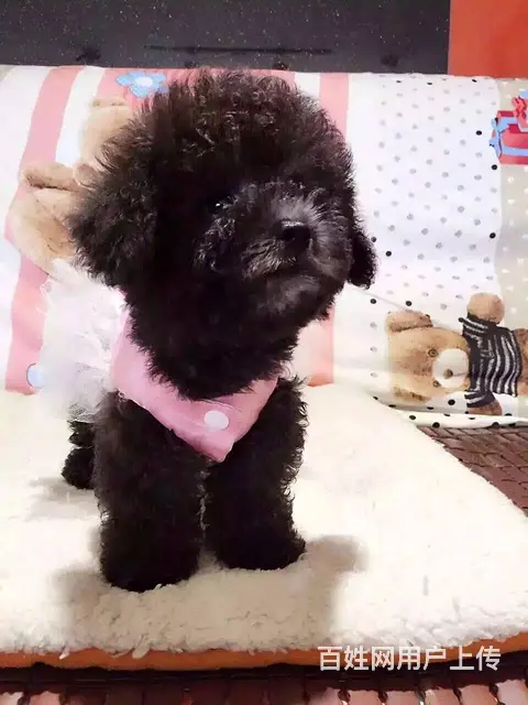 包头【泰迪犬舍】地址纯种泰迪到底多少钱一只 - 图片 4