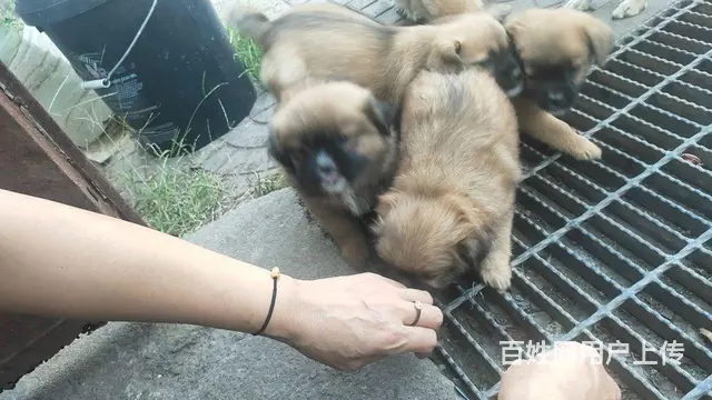 愿找到爱心人士 - 图片 5