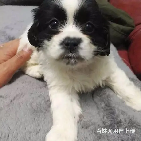 纯种可卡幼犬出售 驱虫疫苗已做好 全国送货上门 - 图片 7