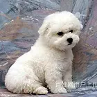 白山比熊养殖基地比熊什么价位