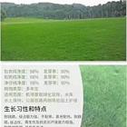 丹东新的早熟禾草籽供应商