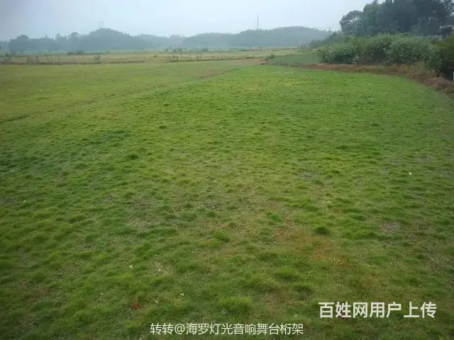 草批批发 - 图片 1