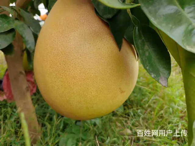 洞高路旁70亩园艺场转让 - 图片 5