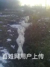 山羊 - 图片 2