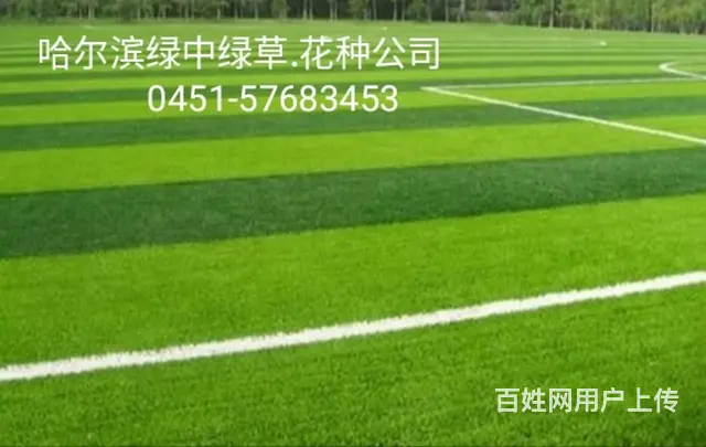 __哈尔滨绿中绿草种.花种公司__ - 图片 2