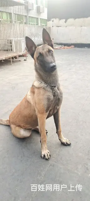 德国进口二代马犬 - 图片 3