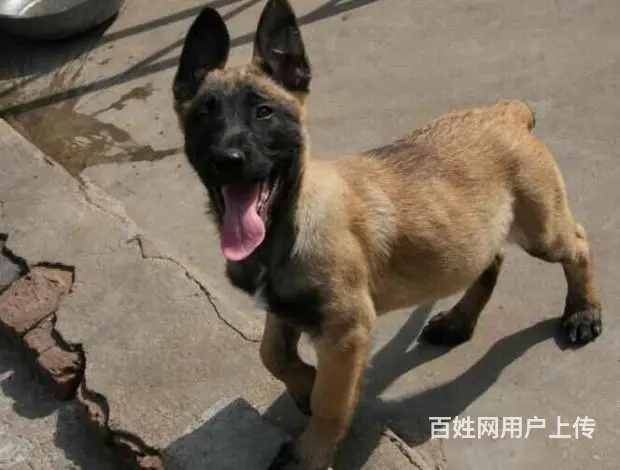 纯种马犬 保纯保健康 给您 贴心的售后 - 图片 3