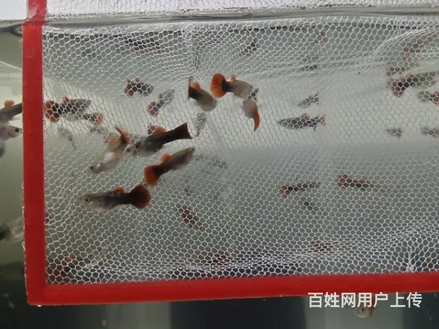出巴西褶扇孔雀鱼 - 图片 2