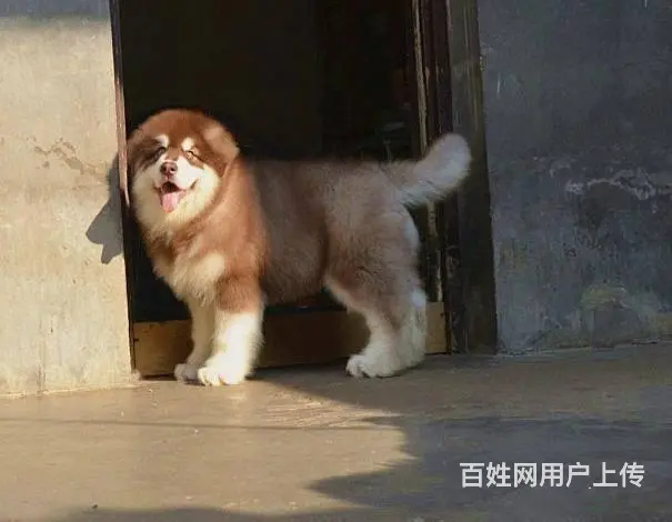 巨型阿拉斯加幼犬 颜色齐全 保纯保健康 可全国发货 - 图片 5
