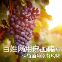 温碧霞代言IRENENA红酒品牌贺兰山酒庄干红葡萄 - 图片 6