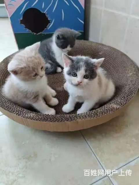 小奶猫寻铲屎官 - 图片 4