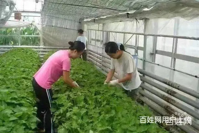 办理不成功不收费，澳洲，新西兰，欧洲正规工签 - 图片 7