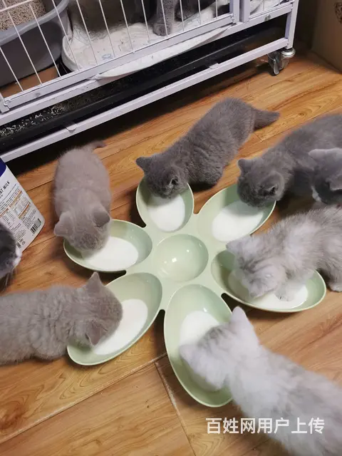 蓝猫矮脚，丁香矮脚 - 图片 5