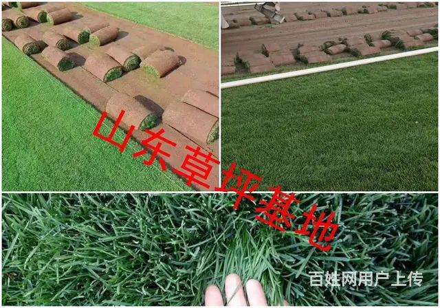 山东滨州草坪基地-供应高羊茅-四季青冷季型草皮 - 图片 2
