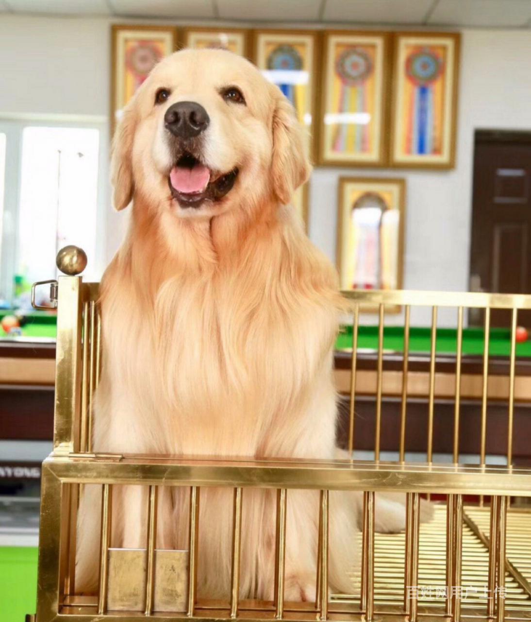 宁波枫叶系金毛寻回犬 温顺体贴 高端儒雅伴侣犬*佳