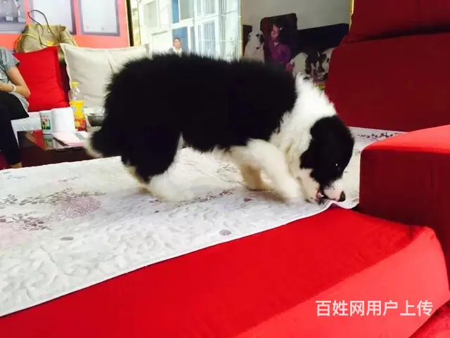 辽阳上哪里买边牧比较好，上哪里可以买到边牧 - 图片 4
