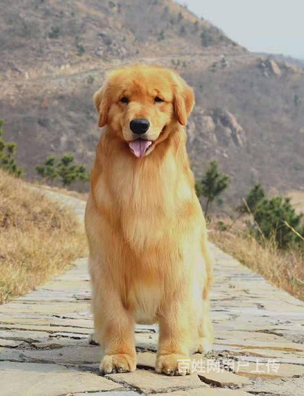 宽嘴大头金毛幼犬出售 三个月内免退换 品相极佳