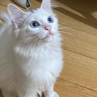 爆毛蓝眼狮子猫