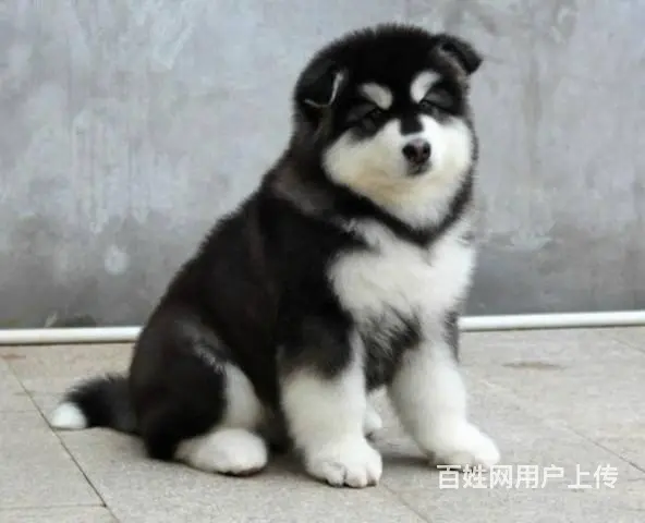 出售纯种阿拉斯加幼犬阿拉斯加多少钱阿拉斯加图片 - 图片 3