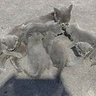 蓝猫