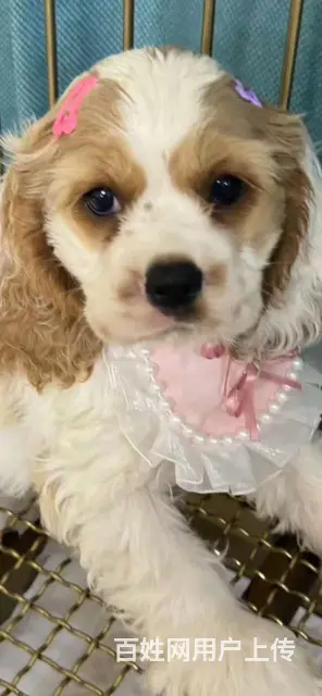美国可卡犬幼犬找家长 - 图片 1