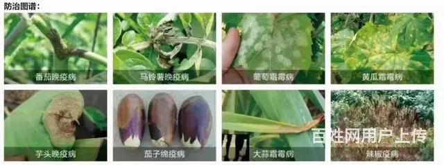 蔬菜果树霜霉病疫病烯酰吗啉氰霜唑杀菌剂 - 图片 2