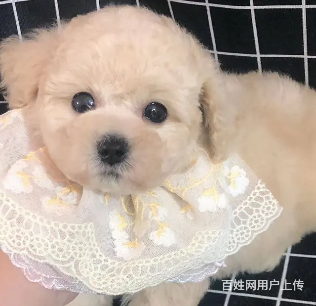 精品泰迪犬出售 玩具体 茶杯体 包纯种健康 可刷卡 - 图片 2
