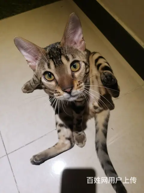 个人出售猫 - 图片 4