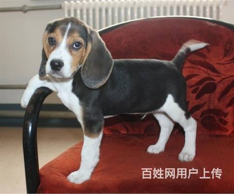 比格犬幼犬多只,犬舍直销保纯保健康 欢迎上门挑选