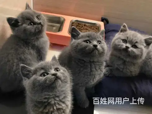 湖州本地猫舍繁殖纯种蓝猫，可以送货上门 - 图片 1
