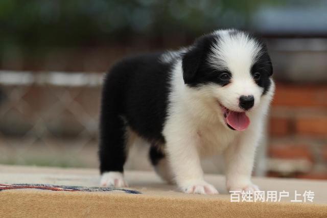 世界上最聪明的犬种七白三通边境牧羊犬出售