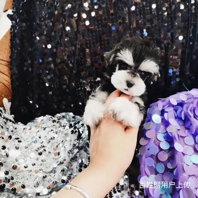 淮南哪里有卖雪纳瑞犬，雪纳瑞市场价格 - 图片 4