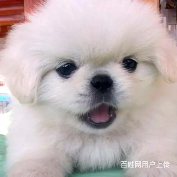 淮南【十年老店】常年繁殖优质血统京巴幼犬 - 图片 5