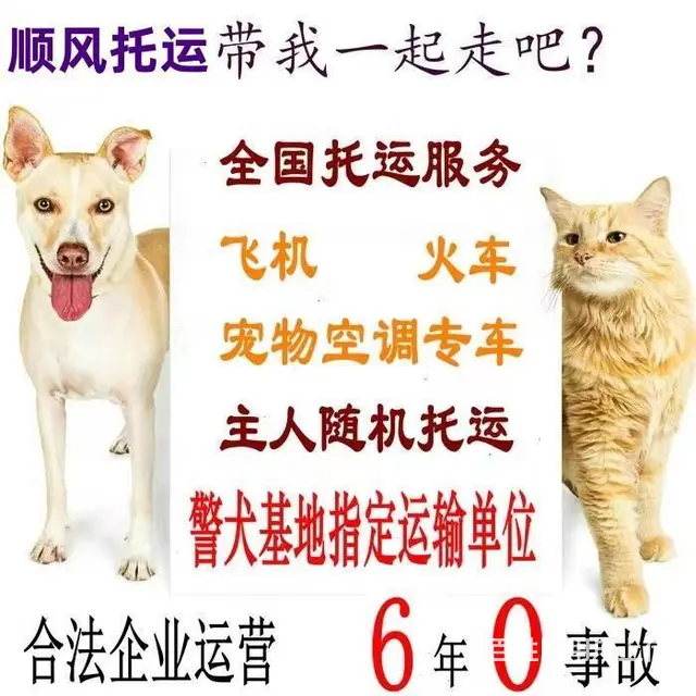 涡阳宠物托运（猫狗柴犬）（全国活体运输）一对一上门接 全程视 - 图片 1