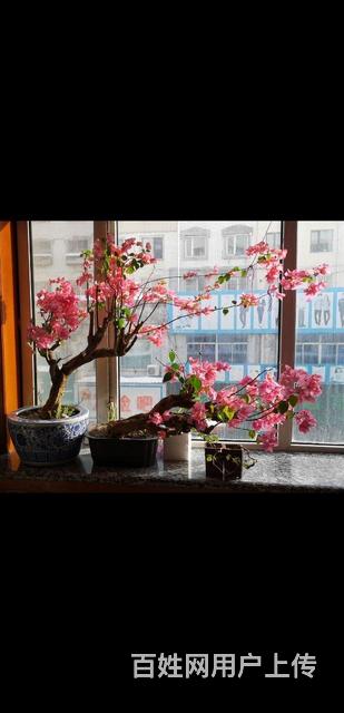 鱼缸和蝴蝶鲤鱼还有三角梅花出卖的图片