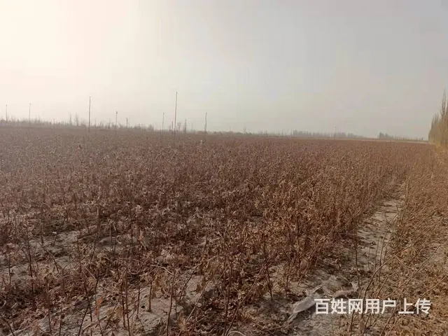 B个人一阿瓦提三分场梨园出售 - 图片 1