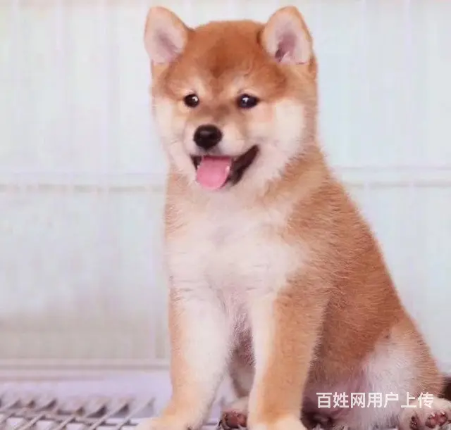 哪里有卖柴犬 纯种日本进口柴犬 - 图片 1