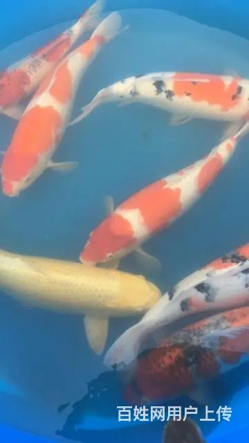 苏州锦鲤鱼出售 - 图片 1