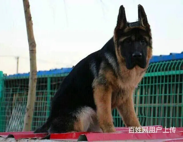 精品弓背德牧 黑脸大头高端德牧 好训练 协议质保 - 图片 8