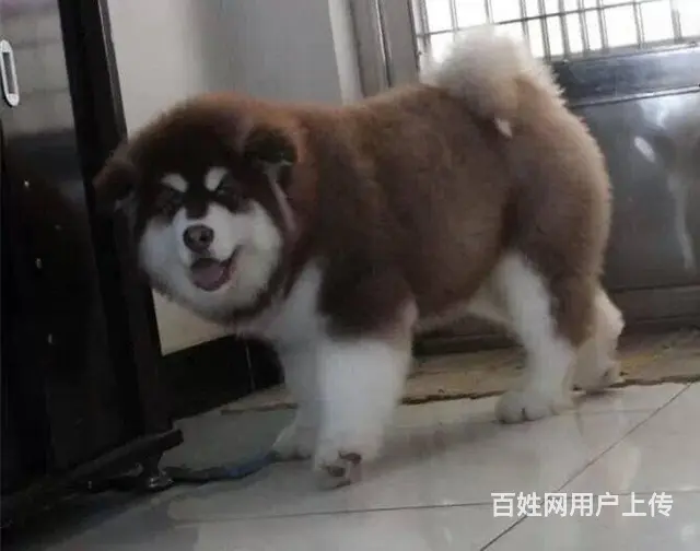 出售阿拉斯加雪橇犬 可见父母 质保三年 签协议 - 图片 6