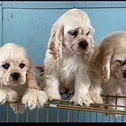 美国可卡犬幼犬出售
