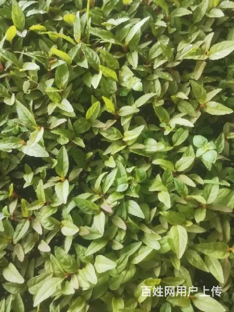 园林绿化花卉销售 - 图片 3