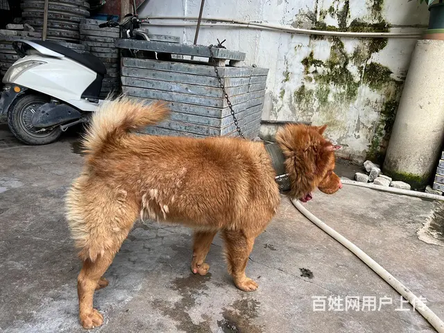 东莞红公狗 - 图片 2