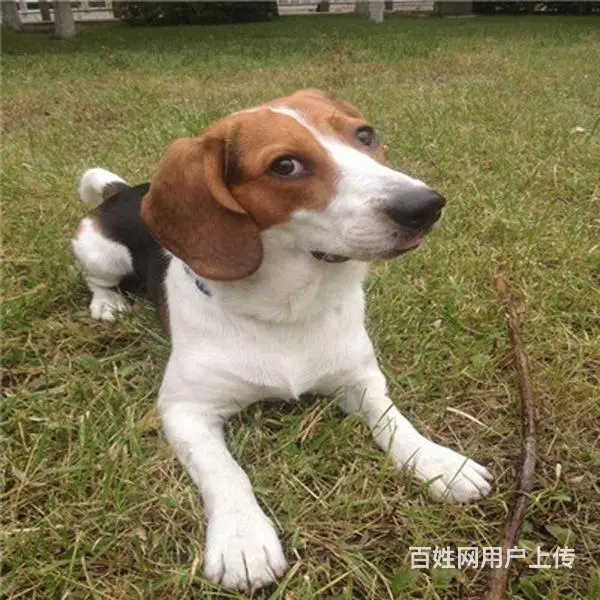 六安哪儿有纯种比格犬出售，纯种比格犬价位表 - 图片 4