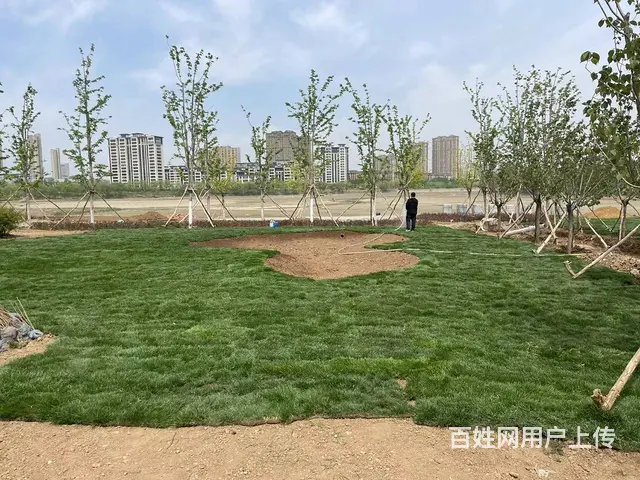 沈阳吉林唐山内蒙古绿化草坪足球场高尔夫高档小区庭院 - 图片 7