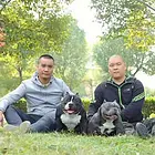 肇庆哪有卖恶霸的 恶霸犬舍 纯种恶霸犬出售