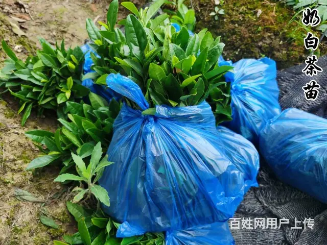 茶苗起拔 奶白茶苗 自产自销 品质保证 - 图片 2